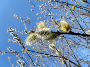 Palmsonntag_Frühling